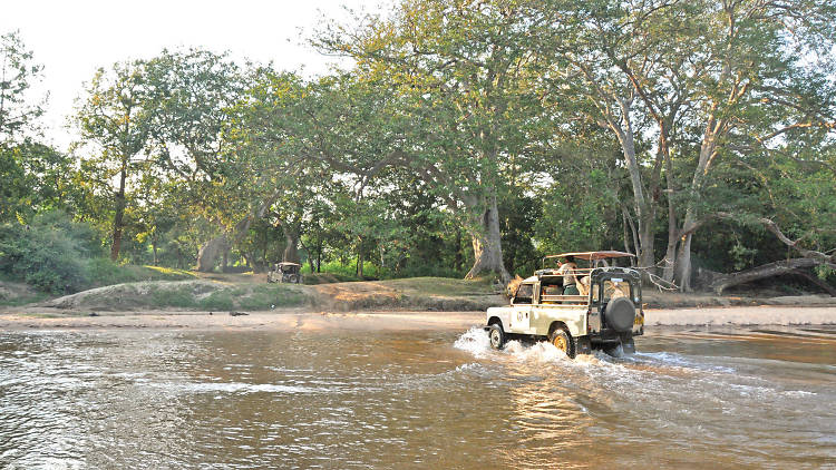 Safari to Yala