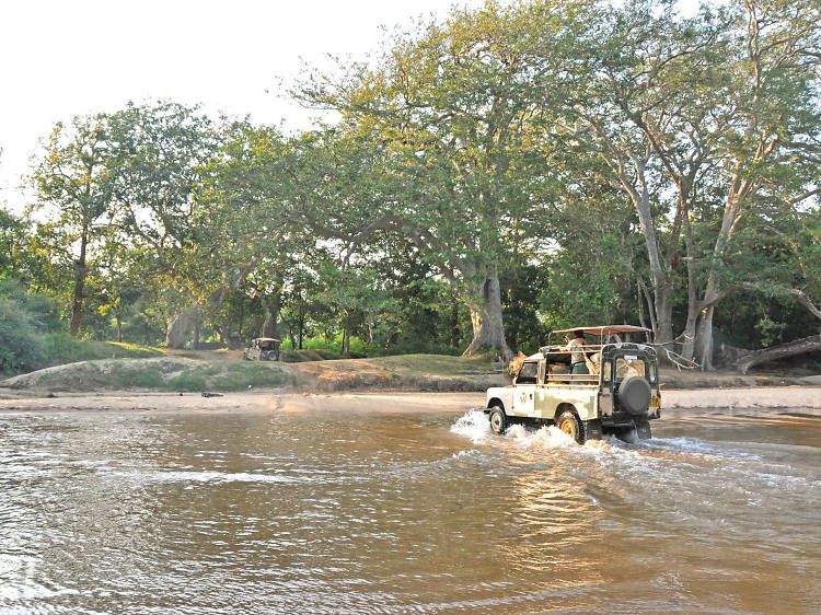 Safari to Yala