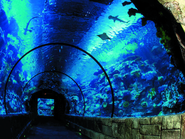 For a spine-tingling thrill: Shark Reef 