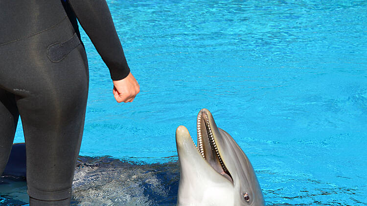 For a natural thrill: Secret Garden and Dolphin Habitat 