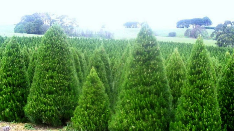 Daylesford Christmas Tree Farm