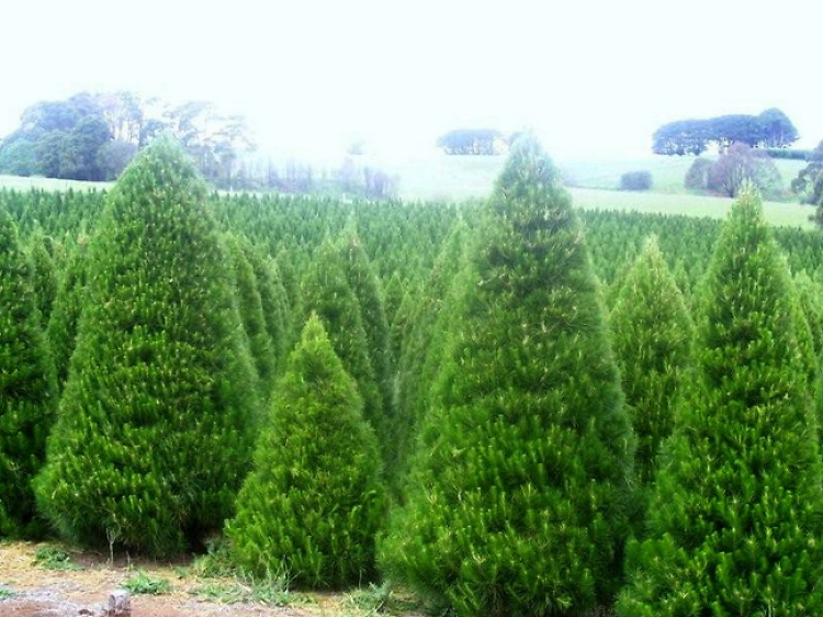 Daylesford Christmas Tree Farm