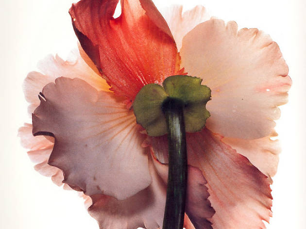 Irving Penn Irving Penn