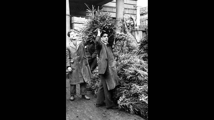 Christmas trees in Covent Garden Market, 1952