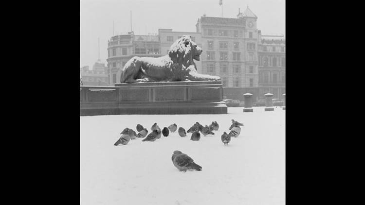 Lion statue and pigeons in Trafalgar Square, 1957