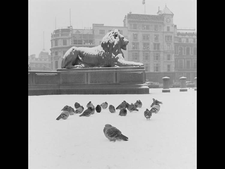 Lion statue and pigeons in Trafalgar Square, 1957