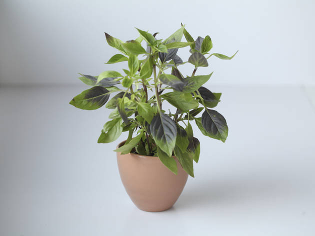 Potted Thai basil Potted Thai basil