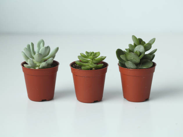 Succulent Succulent