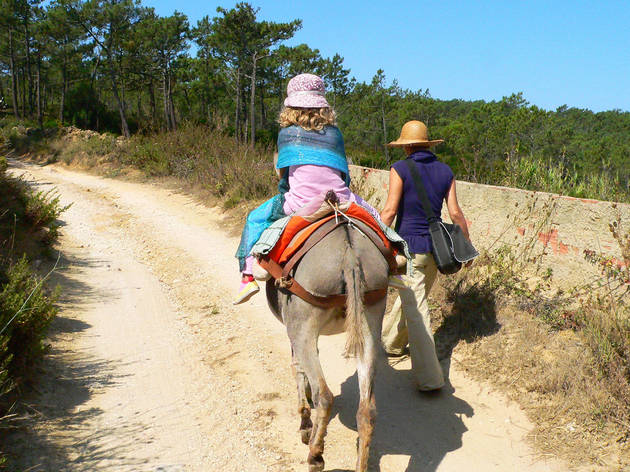 Passeio de Burro Sintra