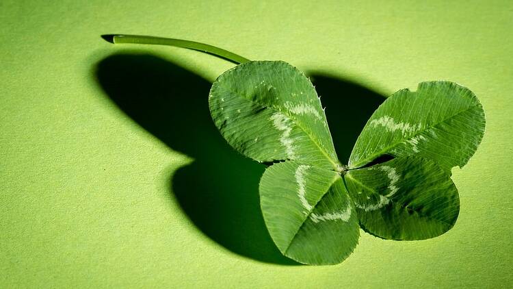 Four leaf clover