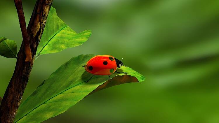 Lady bugs