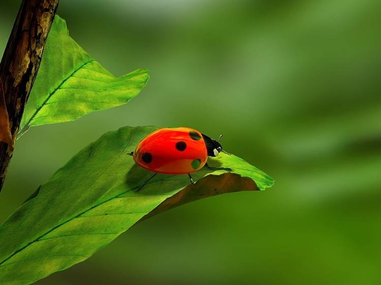 Lady bugs