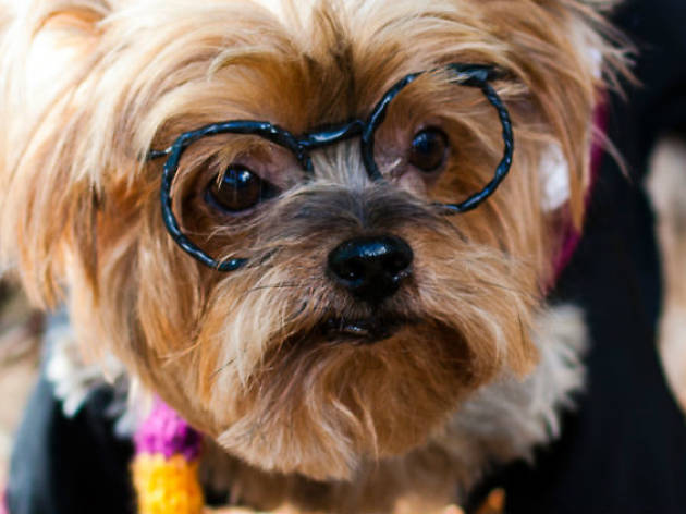 Perro Harry Potter Perro Harry Potter