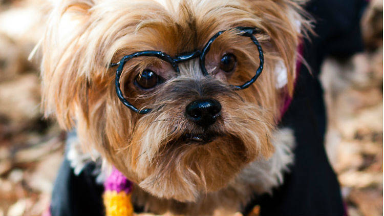 Perro Harry Potter