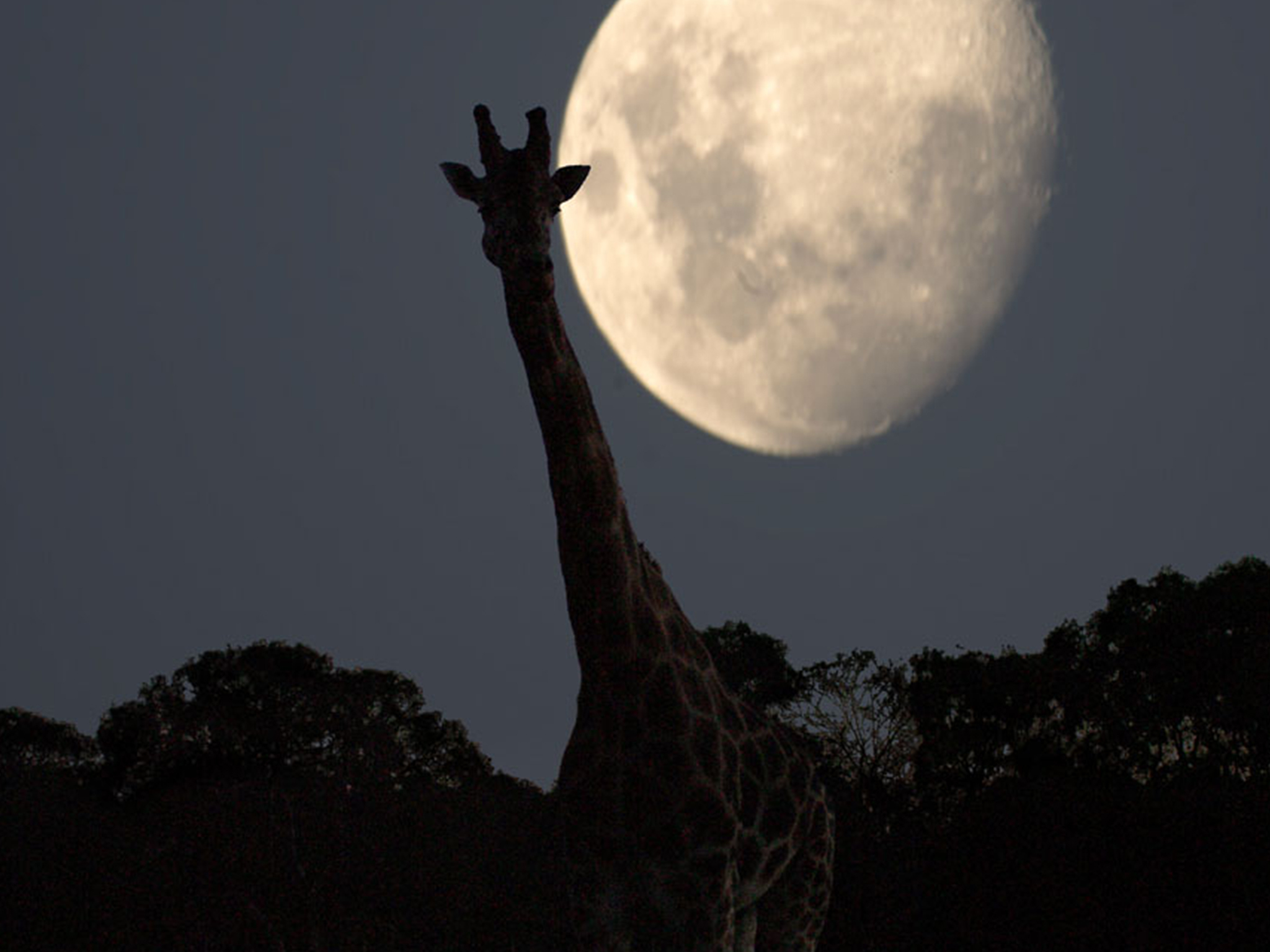 Four Things You Didn T Know You Could Do At Melbourne Zoo