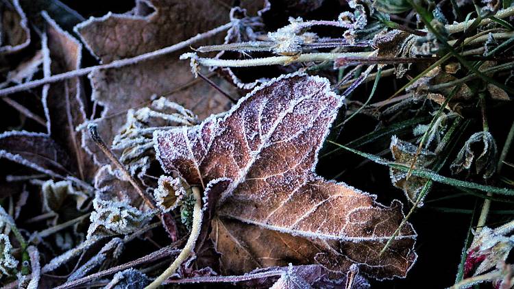 Frost in Newbury Park, California  