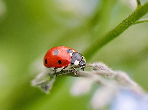 ladybirds ladybirds