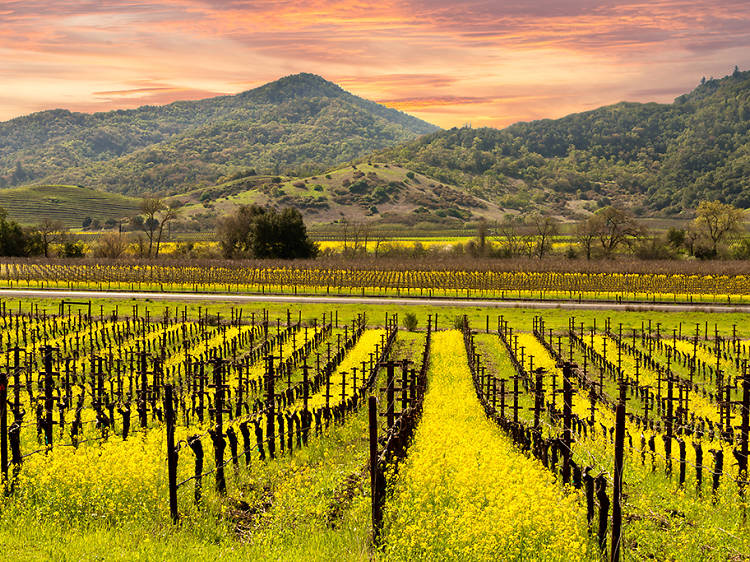 Wine Country Trekking in Napa Valley