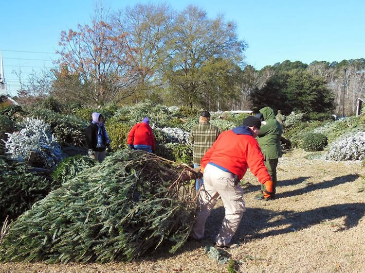 Recycle your Christmas tree at these Chicago Park District sites