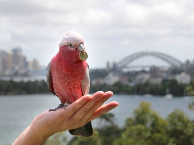 Jojo the galah holds a one dollar coin in its beak