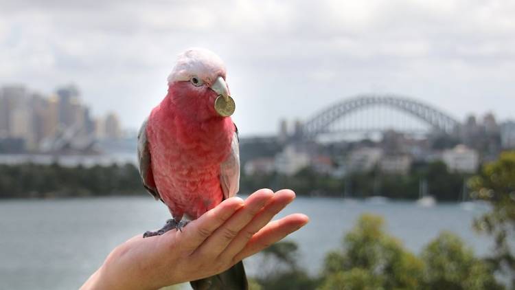 Taronga Zoo