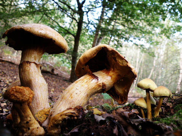 Funked up fungi Epping Forest Flickr / Lenny Montana