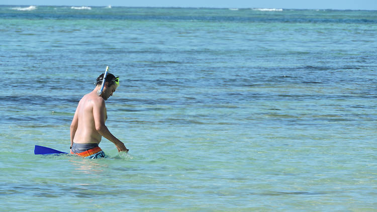 Snorkel with sharks