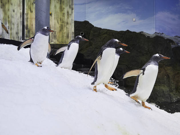 Penguins at Sea Life Sydney Aquarium