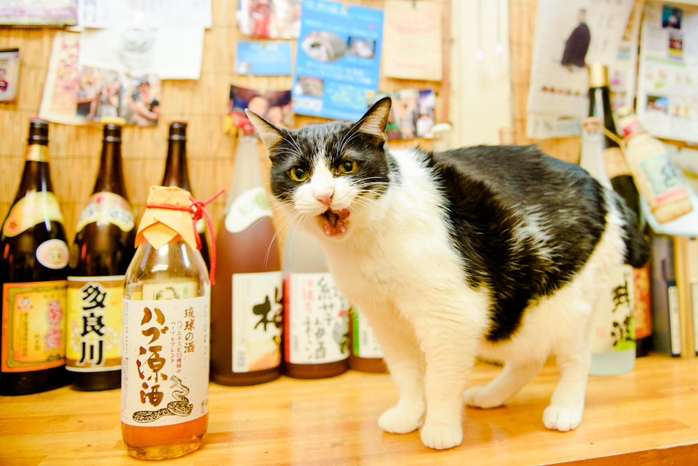 Drinking With Cat Girls In Tokyo's Kichijoji 