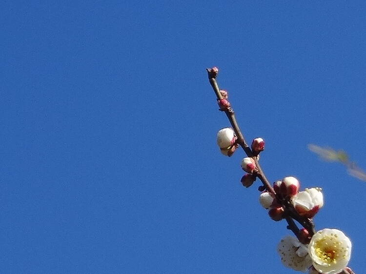 都立神代植物公園 梅まつり