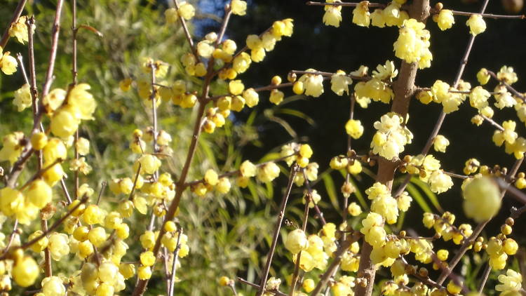 都立神代植物公園 梅まつり