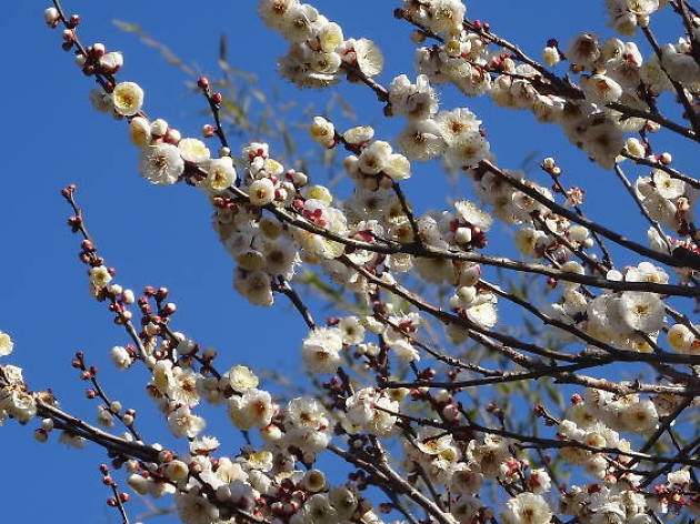 都立神代植物公園 梅まつり 都立神代植物公園 梅まつり