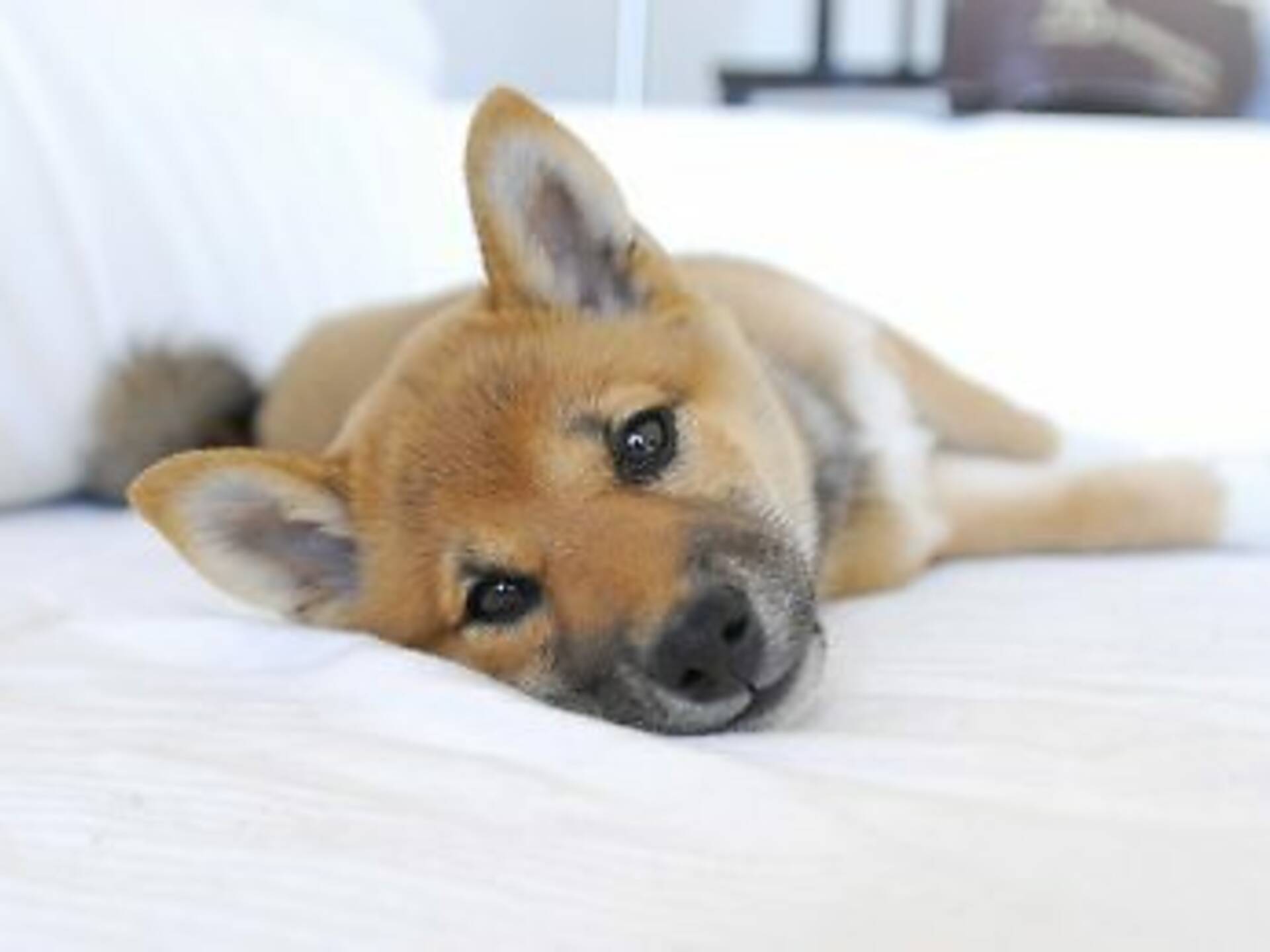 18 DogFriendly Los Angeles Restaurants And Bars For Fun With Fido