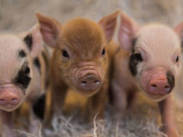 Convivencia con mini pigs Convivencia con mini pigs
