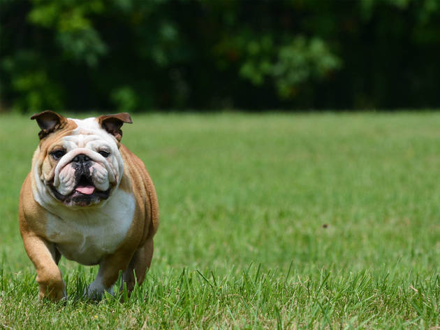Caminata bulldog Caminata bulldog