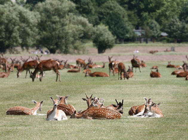 Richmond Park Richmond Park