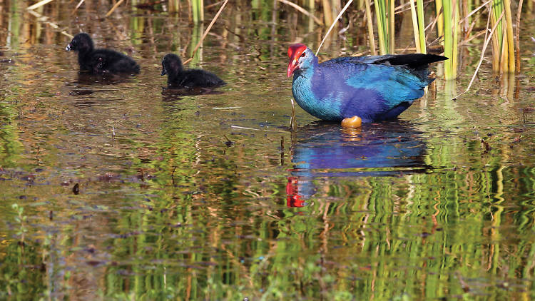 Purple swamphen with chicks