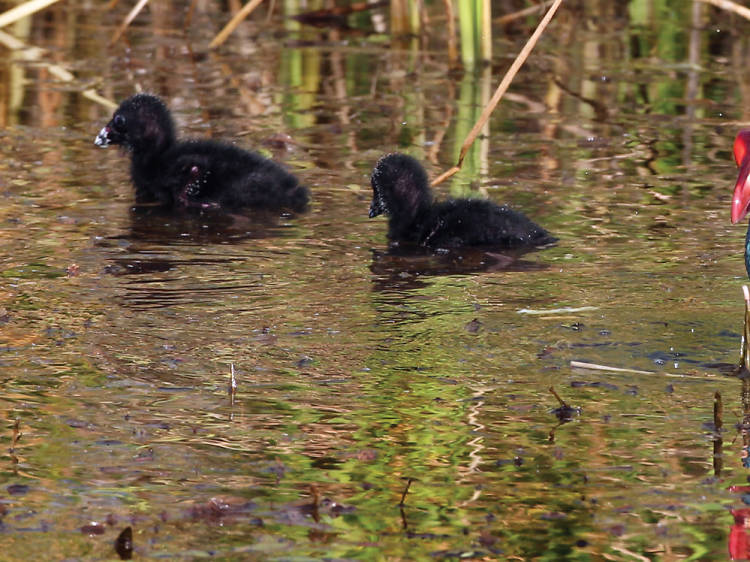 Purple swamphen with chicks