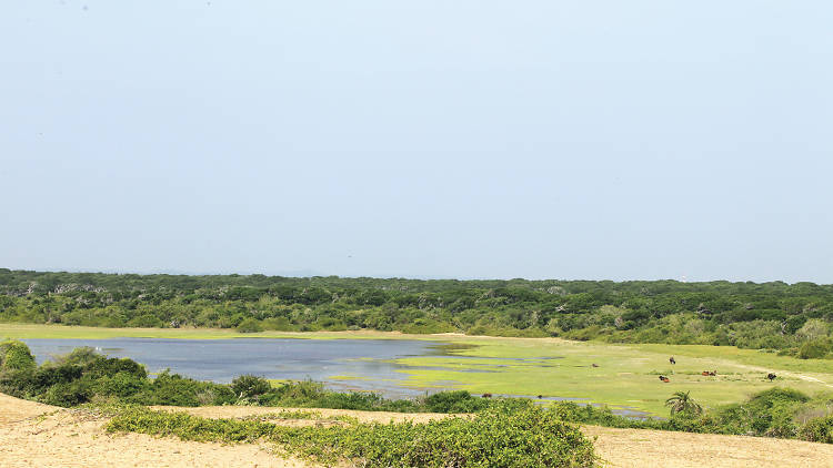 Bundala Bird Sanctuary