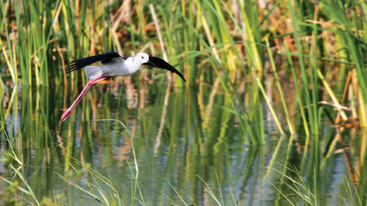 Black-winged Stilt