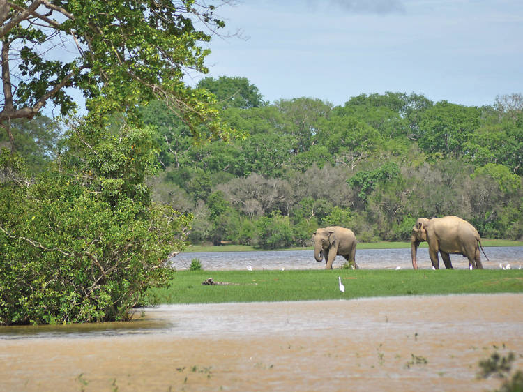 The untouched wilderness of Lahugala