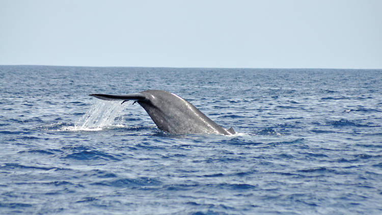 whale watching at Mirissa