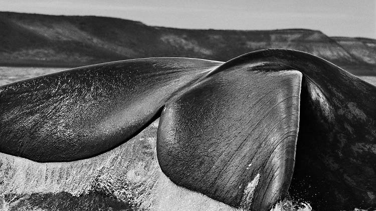 Sebastião Salgado: The World Through His Eyes 