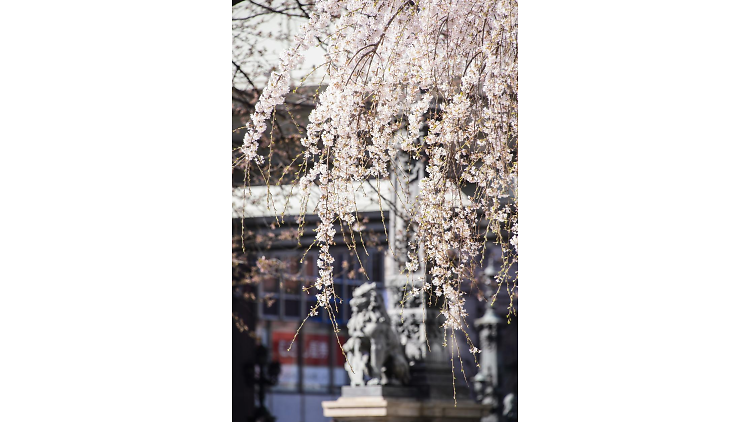 日本橋 桜フェスティバル