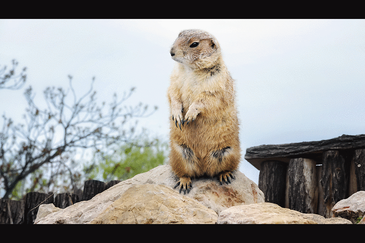 Groundhog Day 2017