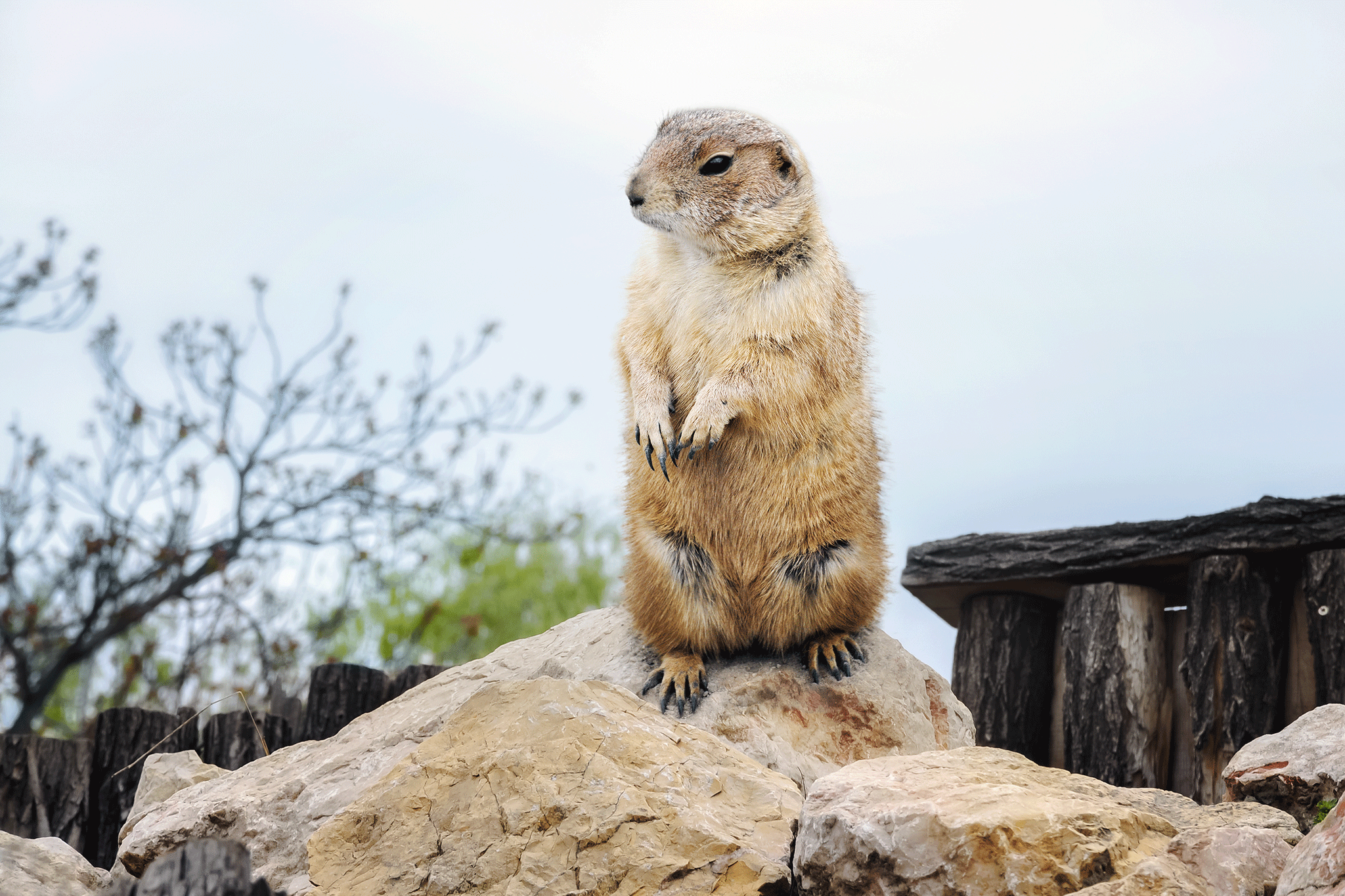 groundhog day usa groundhog day usa 28 images punxsutawney phil shoutout groundhog day usa groundhog day usa 28 images punxsutawney phil shoutout