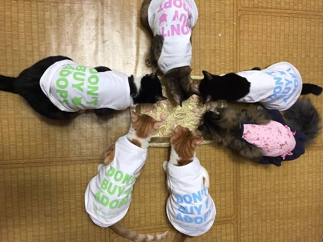 유주연, 고양이 쉼터 ‘나비야 사랑해’ 설립자 2 유주연, 고양이 쉼터 ‘나비야 사랑해’ 설립자 2