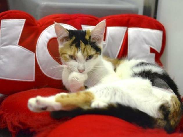 Regalos de San Valentín para mascotas Regalos de San Valentín para mascotas