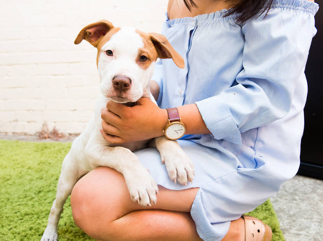 National Pet Adoption Day National Pet Adoption Day