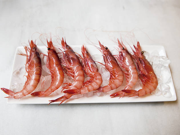 Gamba de la Costa Gamba de la Costa